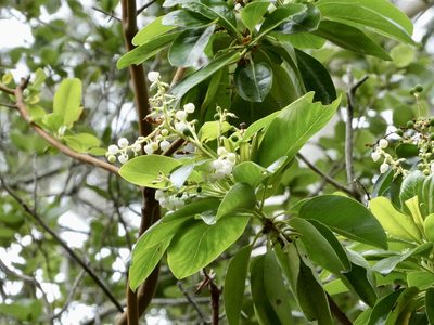 Arbutus menziesii, photographed by Karen Offereins