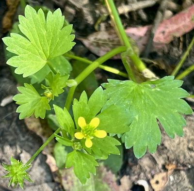 Ranunculus muricatus, photographed by Chuck Wilson