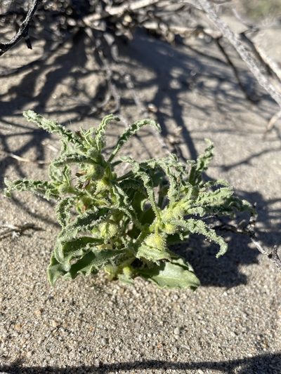 Oryctes nevadensis, photographed by Matt Berger
