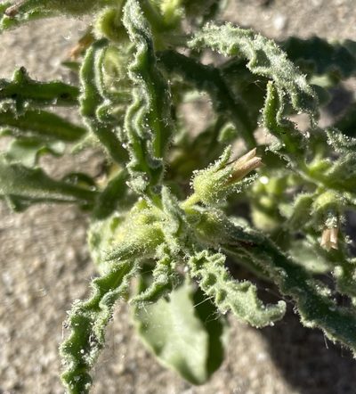 Oryctes nevadensis, photographed by Matt Berger