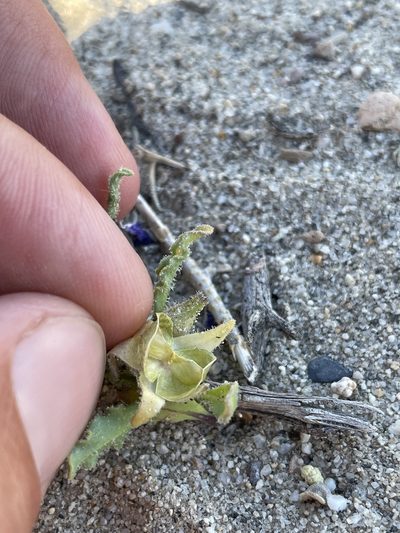 Oryctes nevadensis, photographed by Matt Berger