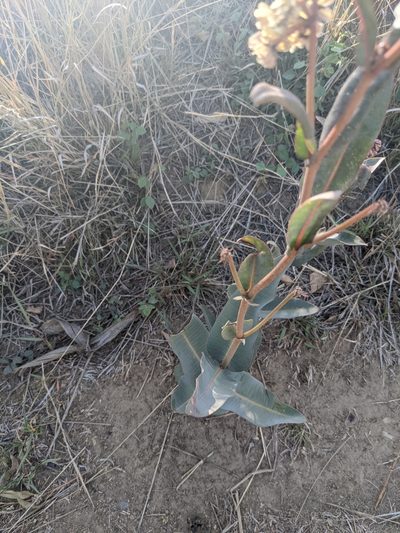 Asclepias glaucescens, photographed by Connor McInerney