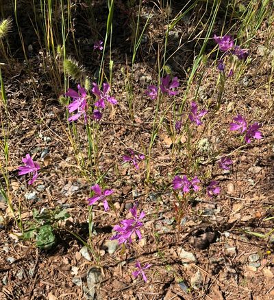 Clarkia biloba, photographed by David Fischer
