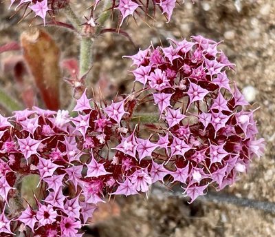Chorizanthe douglasii, photographed by Irene