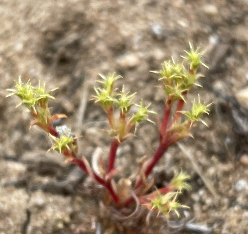 Lastarriaea coriacea, photographed by Irene