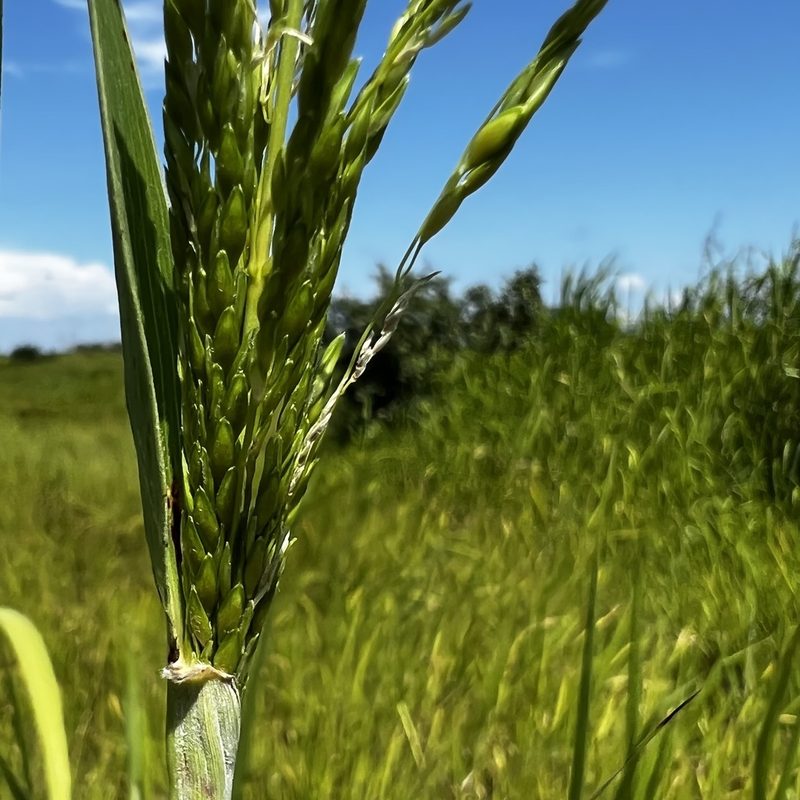 Oryza sativa, photographed by rjtizard