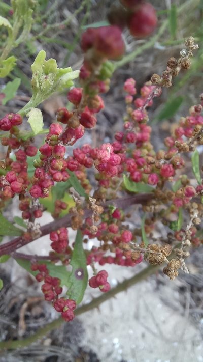 Chenopodium retusum, photographed by JG