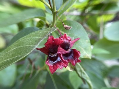Lonicera involucrata, photographed by Dutza K.