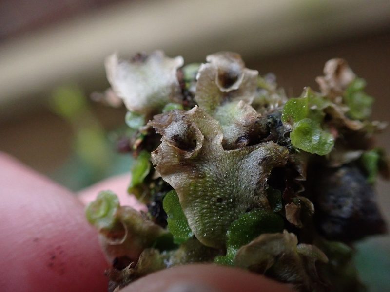 Lunularia cruciata, photographed by Randal