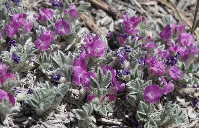 Astragalus sericoleucus, photographed by Colin Croft