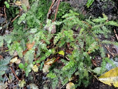 Dacrycarpus dacrydioides, photographed by John Barkla