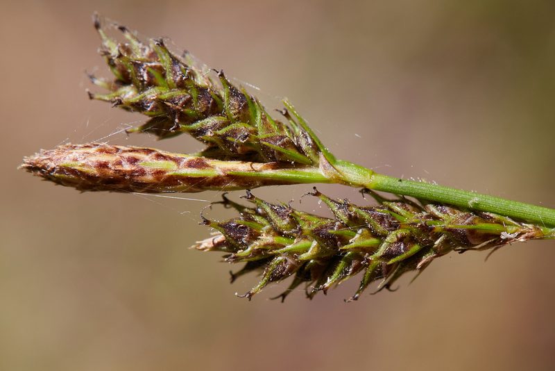 Carex gynodynama, photographed by Ken-ichi Ueda