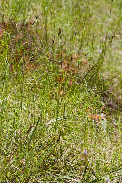 Carex gynodynama, photographed by Ken-ichi Ueda