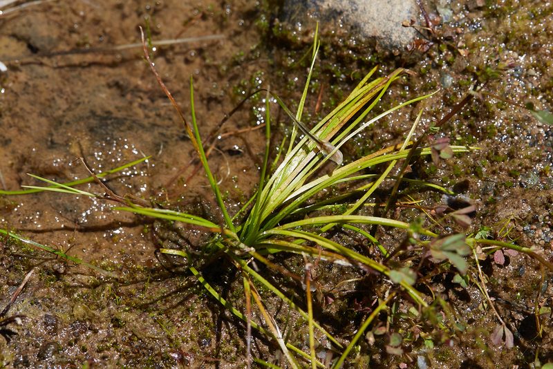 Isoetes nuttallii, photographed by Ken-ichi Ueda