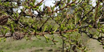 Larix occidentalis, photographed by Pete Lypkie