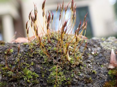 Tortula muralis, photographed by Randal