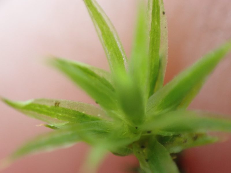 Polytrichum longisetum, photographed by Randal