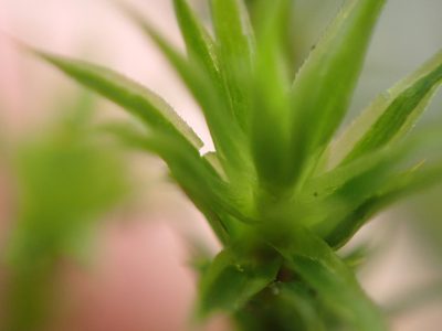 Polytrichum longisetum, photographed by Randal