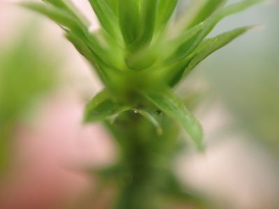 Polytrichum longisetum, photographed by Randal