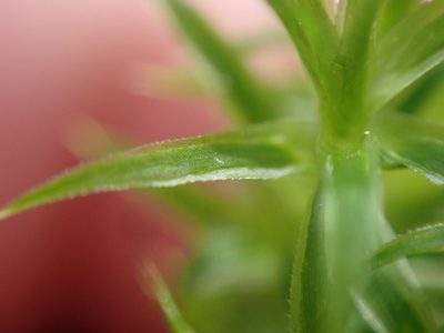 Polytrichum longisetum, photographed by Randal