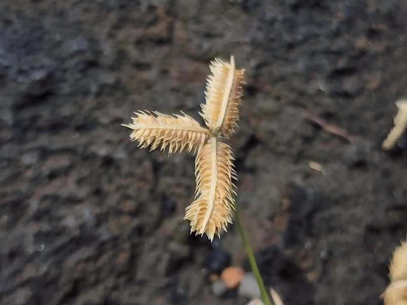 Dactyloctenium aegyptium, photographed by Tyler Bishop