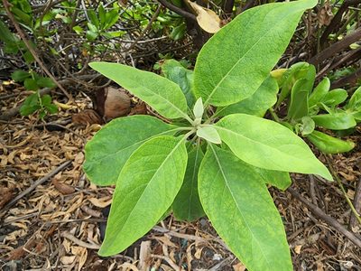 Pluchea carolinensis, photographed by Tyler Bishop