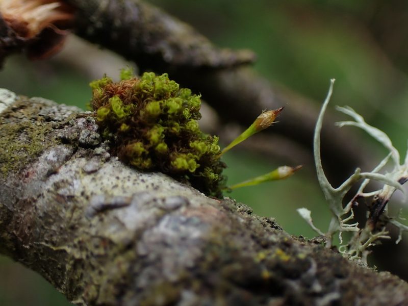 Ulota obtusiuscula, photographed by Randal