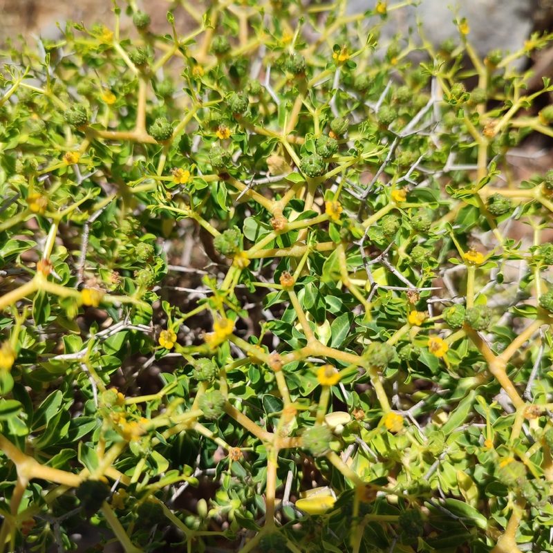 Euphorbia acanthothamnos, photographed by Quentin Groom