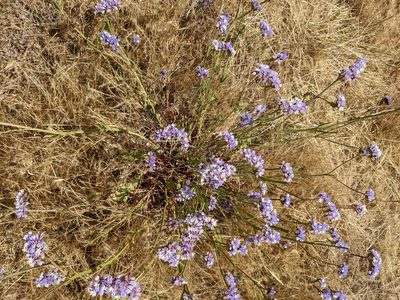 Limonium sinuatum, photographed by jen