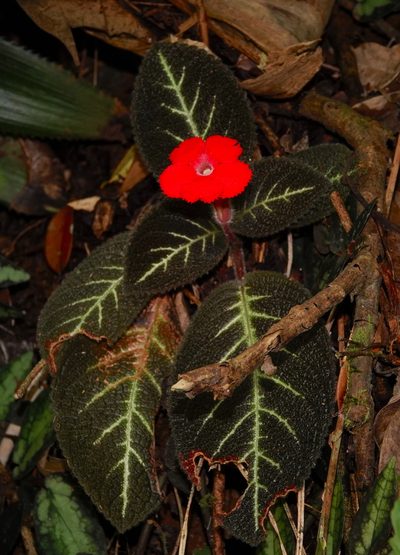 Episcia cupreata, photographed by desertnaturalist