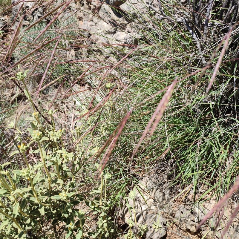 Andropogon distachyos, photographed by Quentin Groom