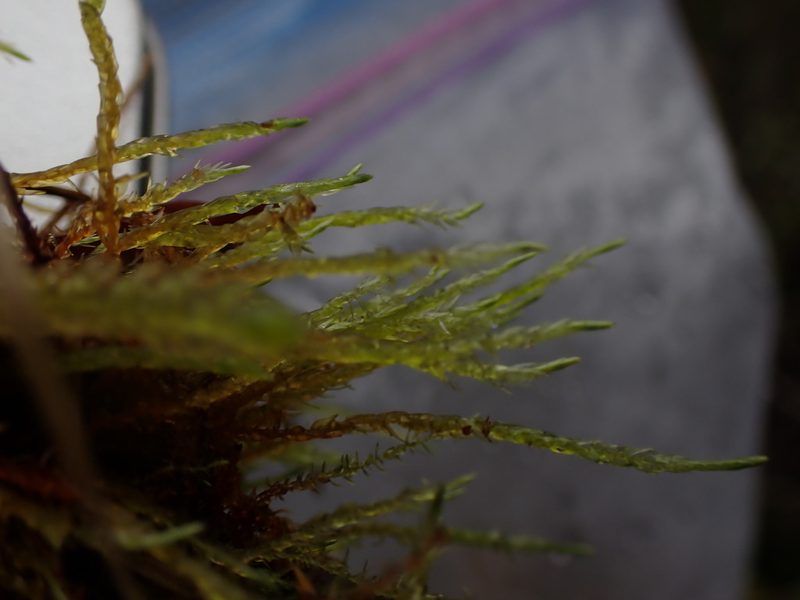 Warnstorfia straminea, photographed by Randal