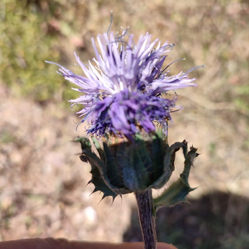 Carduncellus caeruleus, photographed by Quentin Groom