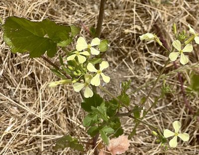 Raphanus raphanistrum, photographed by Chuck Wilson