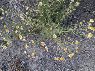 Anthemis cotula, photographed by jen
