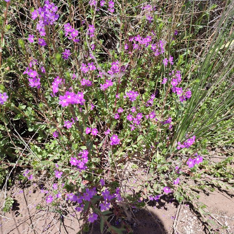 Lythrum junceum, photographed by Quentin Groom