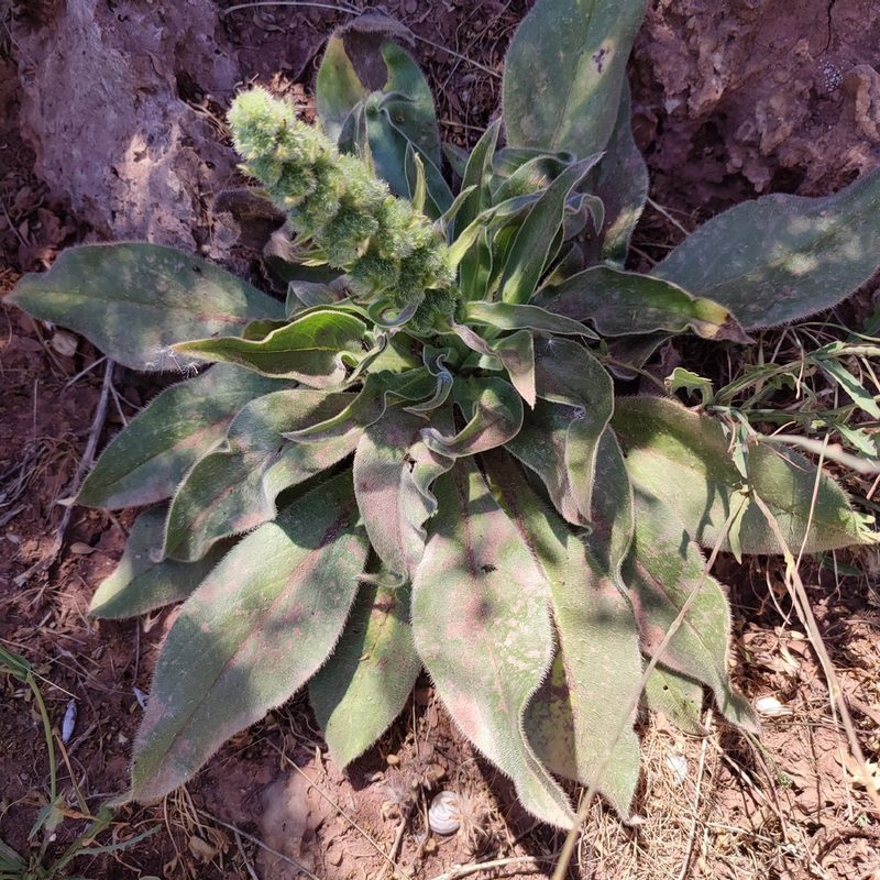 Echium italicum, photographed by Quentin Groom