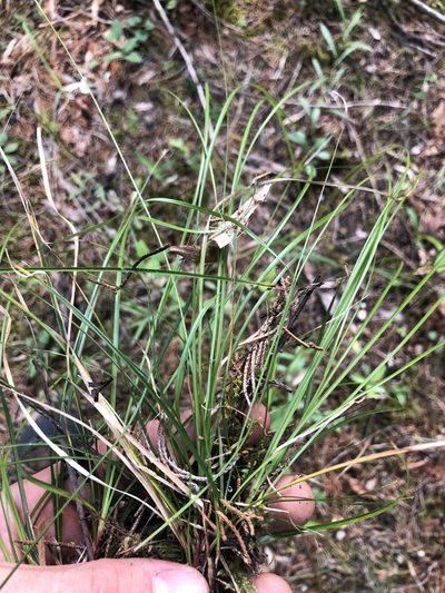 Carex superata, photographed by John Kees