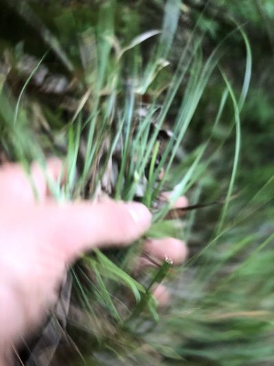 Carex superata, photographed by John Kees