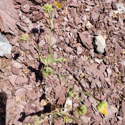 Calendula arvensis