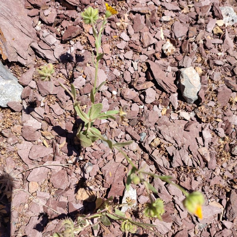 Calendula arvensis, photographed by Quentin Groom