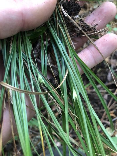 Carex superata, photographed by John Kees