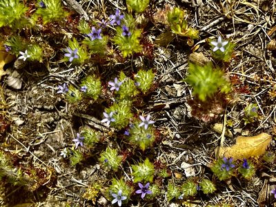 Navarretia squarrosa, photographed by Chuck Wilson