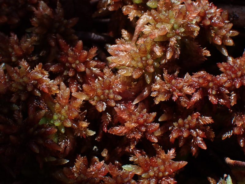 Sphagnum divinum, photographed by Randal