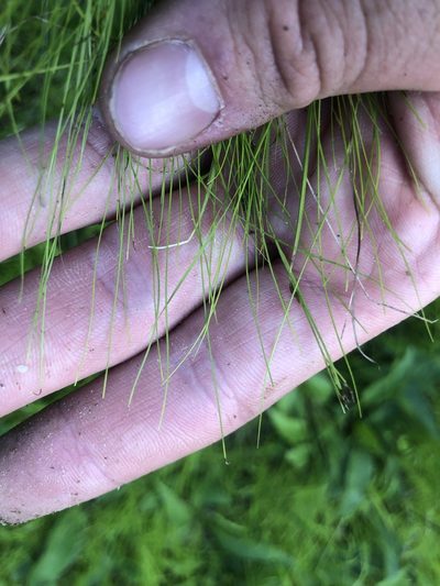 Rhynchospora thornei, photographed by John Kees