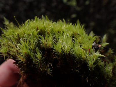 Aulacomnium palustre, photographed by Randal