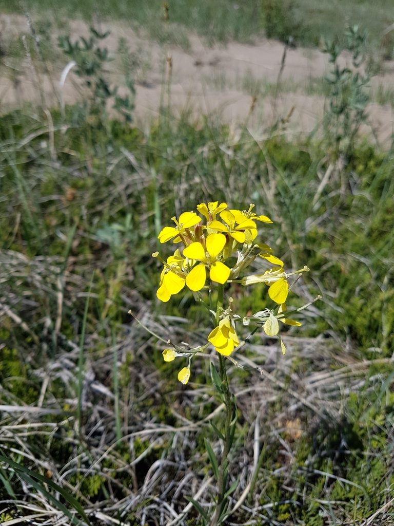 Erysimum inconspicuum, photographed by Dan Riley