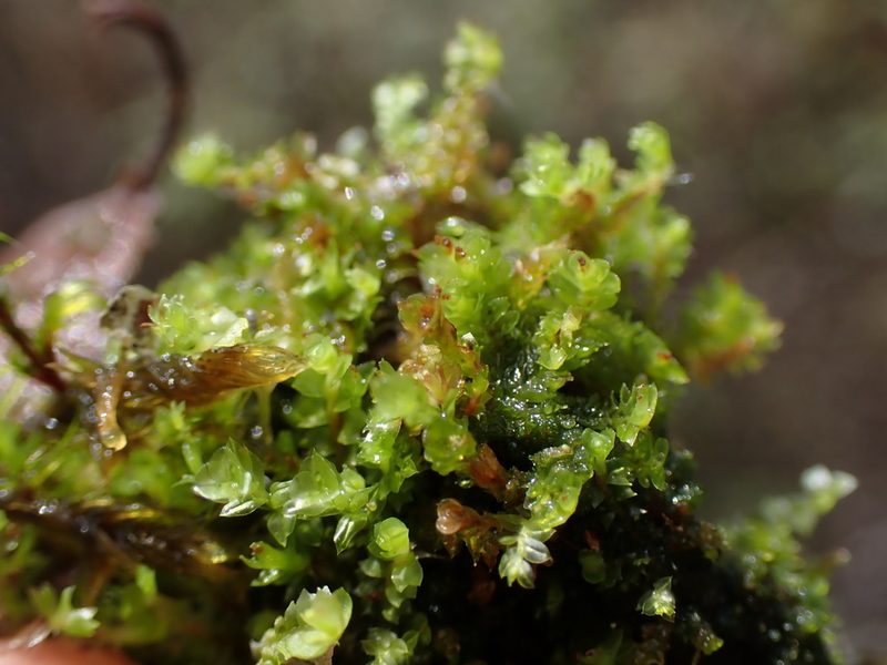 Tritomaria exsectiformis, photographed by Randal