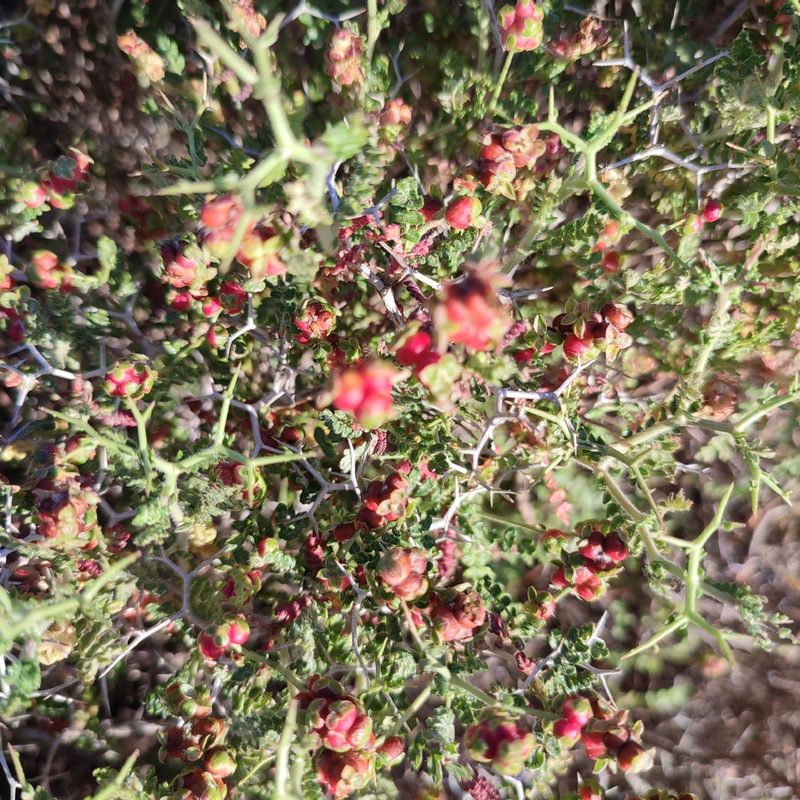 Sarcopoterium spinosum, photographed by Quentin Groom