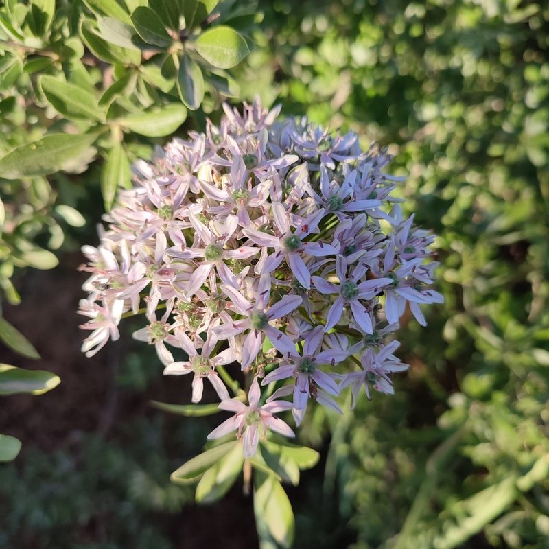 Allium nigrum, photographed by Quentin Groom
